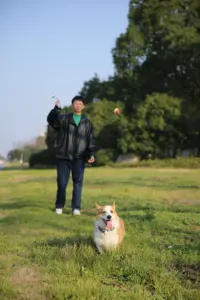 Tongkat Peluncur Bola Tenis Fetch Luar Ruangan Interaktif Dapat Dilepas Olahraga Anjing Peliharaan Mainan Bola Peluncur