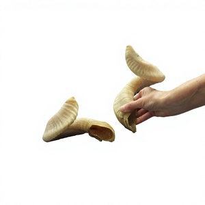 Shofar en corne de bélier brute en vrac, naturel et fait main AZ ENTERPRISES AZE-RH02, toucher authentique pour la fabrication et l'artisanat en gros - Product Image 2