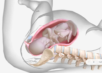 Pantalla anatómica interactiva para simulaciones de entrenamiento de estudiantes de medicina inmersiva Mesa de anatomía digital