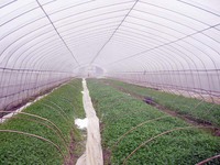 Serre agricole Tunnel Culture de tomates Structures de serres pour potager
