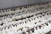 Système d'alimentation et d'abreuvement automatique pour poulets – Équipement pour poulets de chair, reproducteurs et volailles – Ligne d'alimentation en chaîne pour mangeoires à cloches