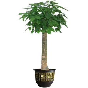 Planta de Dinheiro em Vaso Grande para Interiores, Vendida com Sucesso, Planta Trançada de Um Só Caule para Sala de Estar e Escritório - Product Image 5