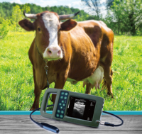 Échographe vétérinaire portable KX-5600F écologique pour l'imagerie et le diagnostic des chevaux et l'injection