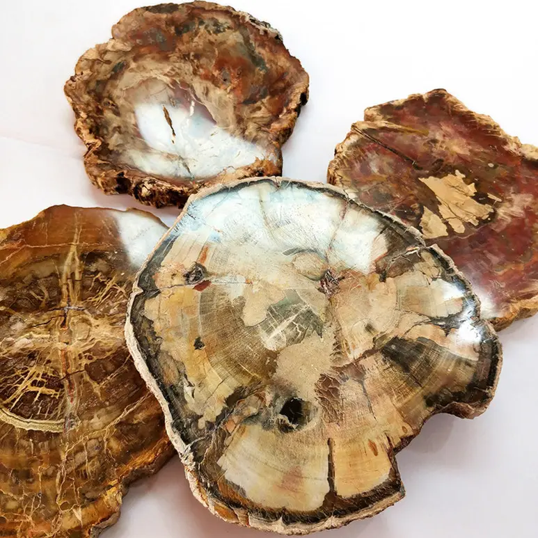 Harga Grosir Pemoles Alami Batu Fosil Kayu Petrified Giok Batu Kasar Potongan Coaster Kayu Petrified