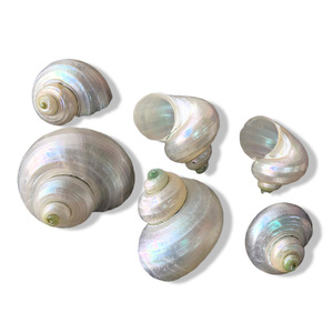 <span class=keywords><strong>Concha</strong></span> Natural pulida para decoración de paisaje de Acuario, <span class=keywords><strong>caracol</strong></span> verde pequeño, cangrejo ermitaño, decoración del hogar - Product Image 3