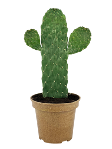 Macetas Ecológicas Pioneera de Varios Tamaños con Orificio de Drenaje para Uso en Interiores y Exteriores, Mini Maceta de 10 cm de Diámetro - Product Image 4