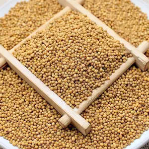 Qingchun toptan baharat en kaliteli hardal tohumları toplu kurutulmuş sarı hardal tohumları tek otlar ve baharat fabrika kaynağı