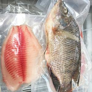 Filete de Tilapia Congelado |   Filete de Pescado Procesado y Limpio |   Suministro Confiable para Restaurantes y Distribuidores - Product Image 3
