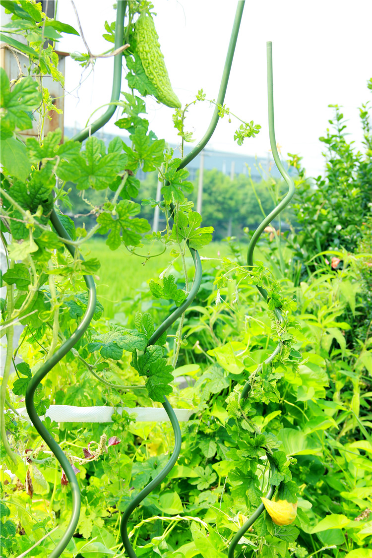 Sprial Stick Garden Spiral Support Wire Tomato Stakes For Gardenlant