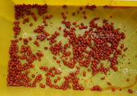 Machine automatique de dénoyautage de cerises, de pruneaux, d'abricots, de litchis, machine à dénoyauter les fruits