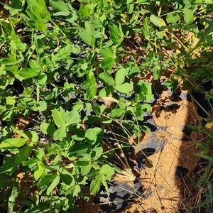 <span class=keywords><strong>Jardin</strong></span> Abeille Argent Noir Weed Uv Plastic Layer <span class=keywords><strong>Anti</strong></span> Grass Pe Mulching <span class=keywords><strong>Film</strong></span> Agricultural Plastic, Mulch <span class=keywords><strong>Film</strong></span> - Product Image 4