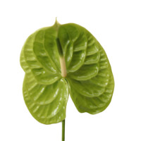 Bunga Potong Segar Berkualitas Tinggi Bunga Asli Alami Anthurium Tata Letak Dekorasi Pernikahan Buket Valentine Aksen Florist Grosir