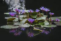 Fleur de Lotus bleu séché pur naturel de haute qualité Fleur sèche de haute qualité pour le thé de saveur