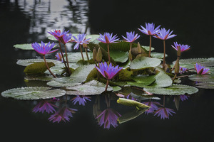 Chất Lượng Cao Tự Nhiên Tinh Khiết Khô Màu Xanh Hoa Sen Chất Lượng Cao Hoa Khô Cho Hương Vị Trà - Product Image 6