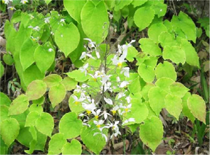 Herbspirit Halal Kosher em Estoque Pó de Horny Goat Weed Icariin 10% 30 50% 98% Extrato de Epimedium - Product Image 3