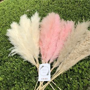 V-1378 <span class=keywords><strong>Erba</strong></span> <span class=keywords><strong>della</strong></span> <span class=keywords><strong>Pampa</strong></span> Naturale Essiccata, Grande Canna Decorativa per Interni, Vendita all'Ingrosso - Product Image 5