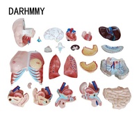 DARHMMY 85cm Unisex Torso Modelo 23 piezas Modelo anatómico para ciencia médica