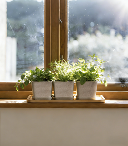 Ensemble de pots à herbes avec plateau en bambou, lot de 3 pots d'intérieur pour <span class=keywords><strong>basilic</strong></span>, menthe, origan, jardin d'herbes aromatiques pour fenêtre de cuisine - Product Image 3