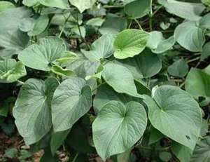 <span class=keywords><strong>30</strong></span>% 70% кавалактон, водорастворимый экстракт кавы, порошок - Product Image 6