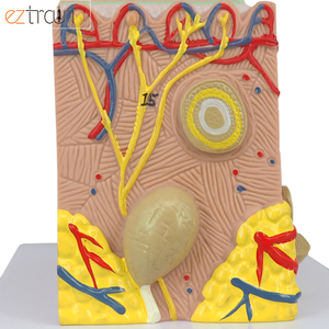 Modelo de Piel Humana Ampliada 35 Veces, Material de PVC, 20x12x12cm, para Educación Científica - Product Image 5