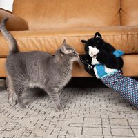 Gant de lutte pour chat Karate Kitty avec manchon de protection pour l'avant-bras - Jouet interactif de boxe pour chats d'intérieur et chatons