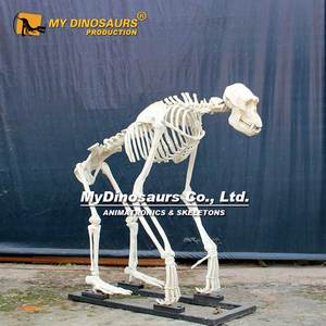 Dino Của Tôi Trang Trí Cuộc Sống Kích Thước Động Vật <span class=keywords><strong>Gorilla</strong></span> <span class=keywords><strong>Skeleton</strong></span> Mô Hình - Product Image 3