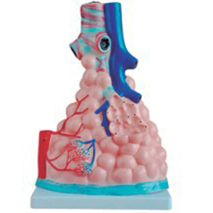Anatomía de la vida Color 4 veces de alta calidad, el corazón y la sangre de los alvéolos transparente pulmón modelo médico - Product Image 4