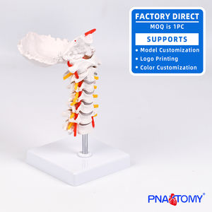 Fleksibel 7-segmen tulang belakang serviks & <span class=keywords><strong>Model</strong></span> tulang okcipital untuk simulasi fleksi serviks dalam sains medis - Product Image 3