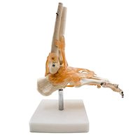 Modèle d'articulation du pied avec ligaments, modèle du pied et de la cheville, modèle d'anatomie du pied grandeur nature pour démonstration pédagogique CE/ISO