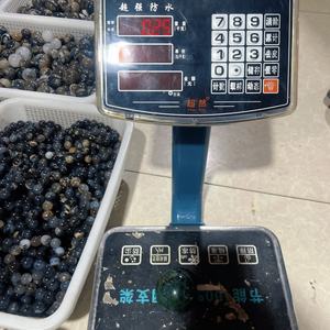 Esfera de <span class=keywords><strong>Jaspe</strong></span> Oceánico Verde Natural al por Mayor, Geoda de Cristal Curativo, Bola de Cuarzo para Decoración - Product Image 6