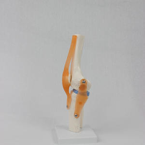 Modelo funcional de articulación de rodilla con ligamento <span class=keywords><strong>cruzado</strong></span> flexible <span class=keywords><strong>Menisco</strong></span> Modelo de anatomía humana Modelo esquelético de articulación de rodilla flexible - Product Image 2