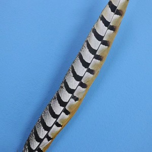 Venta al por Mayor de Fábrica de Plumas de Cola de Faisán Reeves Naturales Súper Largas para Disfraces de Carnaval, 25-120 cm - Product Image 3
