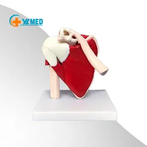 Anatomical Advanced Muscled Shoulder Joint Model Medical Anatomy Skeleton Life Size Muscle Joint Model Medical Science 7 Days