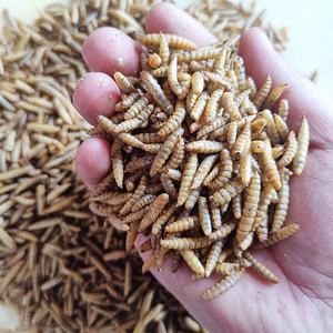 ตัวอ่อนแมลงวันทหารดำอบแห้ง - โปรตีนสูง ผ่านการฆ่าเชื้อด้วยไมโครเวฟ อาหารปลาแซลมอนแอตแลนติกและปลากระเบน ทดแทนอาหารปลา - Product Image 2