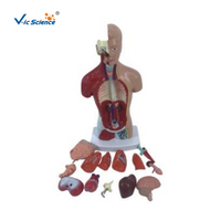 Maniquí Médico de Torso Humano de 26 cm, Unisex, PVC Ecológico, 14 Partes, Modelo Anatómico para Entrenamiento de Enfermería en Escuelas