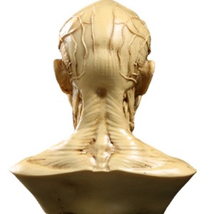 Modello Anatomico della Struttura Muscolare <span class=keywords><strong>del</strong></span> Cranio in Resina per Studio Artistico e <span class=keywords><strong>Disegno</strong></span> - Product Image 4