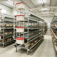 Cage à poules pondeuses semi-automatique galvanisée multi-niveaux pour l'élevage de poulets, avec système de nettoyage du fumier chaud et froid