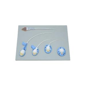Medisch Wetenschappelijk Spermamodel Mannelijk Voortplantingsmodel Gezinsplanning Display Medisch Celmodel Testiculaire Anatomiesimulatie - Product Image 3