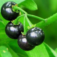 Poudre de Solanum Nigrum entièrement hydrosoluble de haute pureté, extrait de Solanum Nigrum en poudre, grande quantité disponible