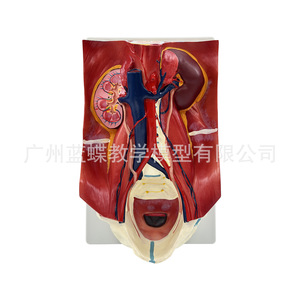 Modelo del sistema urinario humano, pared abdominal posterior, riñones, vejiga, órganos abdominales, anatomía médica y enseñanza médica. - Product Image 1