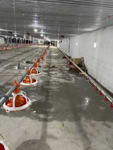 Equipo de Cría en Suelo para Granjas Avícolas PH - Construcción en Acero Inoxidable y PP - Product Image 6