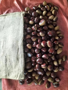 Nuove <span class=keywords><strong>Castagne</strong></span> Fresche all'Ingrosso in Offerta Speciale Fornitore Diretto Delizose <span class=keywords><strong>Castagne</strong></span> Fresche Grezze Biologiche - Product Image 5