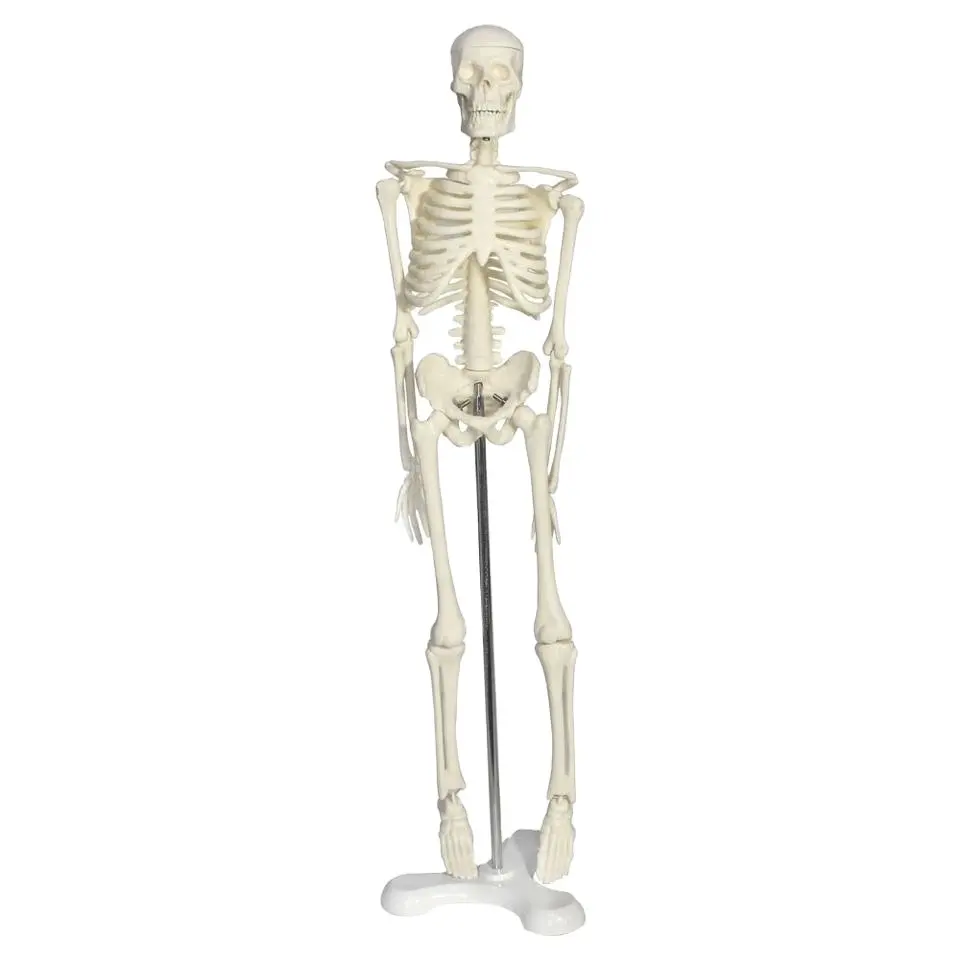 Modelo de anatomía humana de 45cm, Material de PVC, Mini modelo de esqueleto humano, hueso blanco para enseñanza médica, pantalla de escritorio para estudiantes