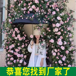 ดอกกุหลาบประดิษฐ์แบบสายยาว 2 เมตร สำหรับตกแต่งงานแต่งงานทั้งในร่มและกลางแจ้ง - Product Image 3