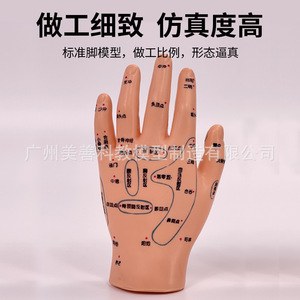 Modelo de acupuntura para oído, pie y mano, claramente grabado, para masaje auricular y acupuntura, 16 cm. - Product Image 1