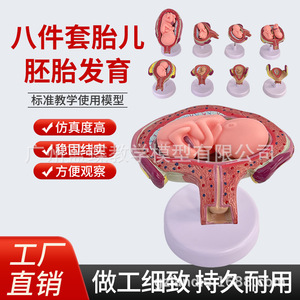 Modelos didácticos sobre el embarazo y el desarrollo humano, el desarrollo embrionario, el desarrollo fetal y la anatomía uterina. - Product Image 3