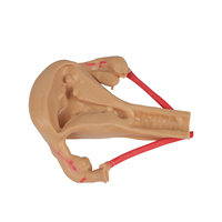 Simulateur de formation sur dispositif intra-utérin (DIU) féminin, modèle anatomique médical scientifique en PVC couleur chair, pour l'enseignement