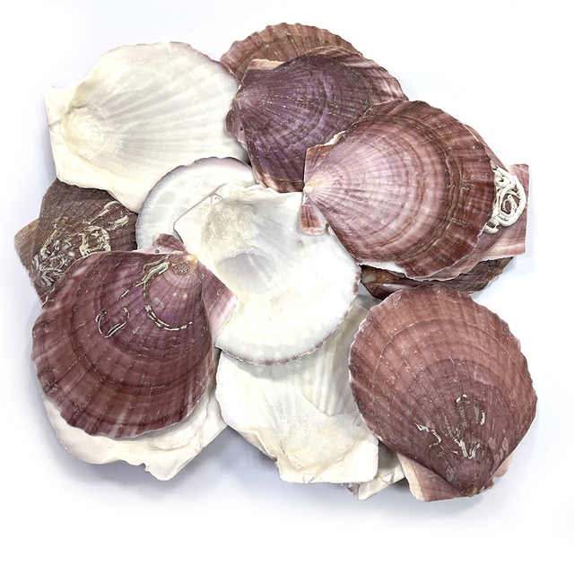 Home and Foods Decoration Craft Seashell Polished Natural Sea Shell