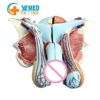 Modelo de Órgano Genital Masculino del Sistema Reproductor Desmontable de 5 Partes, Anatomía Humana de Tamaño Real para Educación Médica, Certificado CE