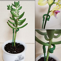 Supports de plante en plastique support de fleur Protection réutilisable outil de fixation fournitures de jardinage pour support de support de tomate végétale